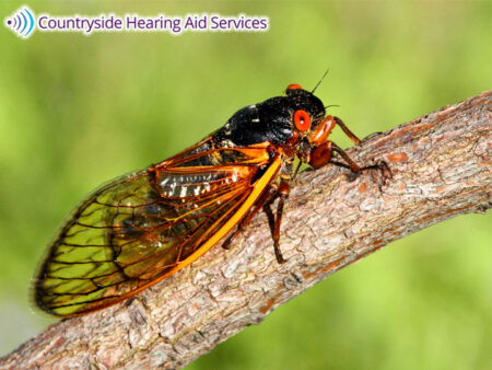 Cicada’s Sounds Are Problematic For People With Hearing Loss